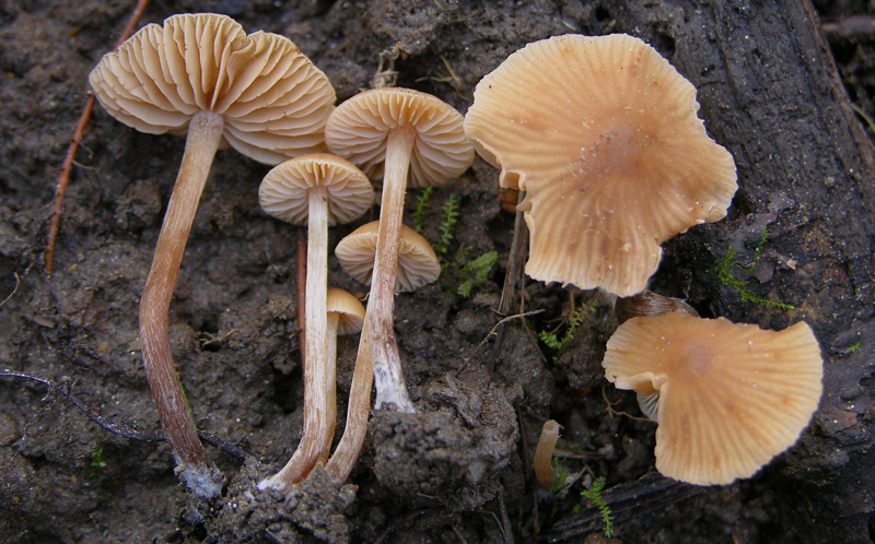 Un fosso......e una marea di funghi.(parte 2)